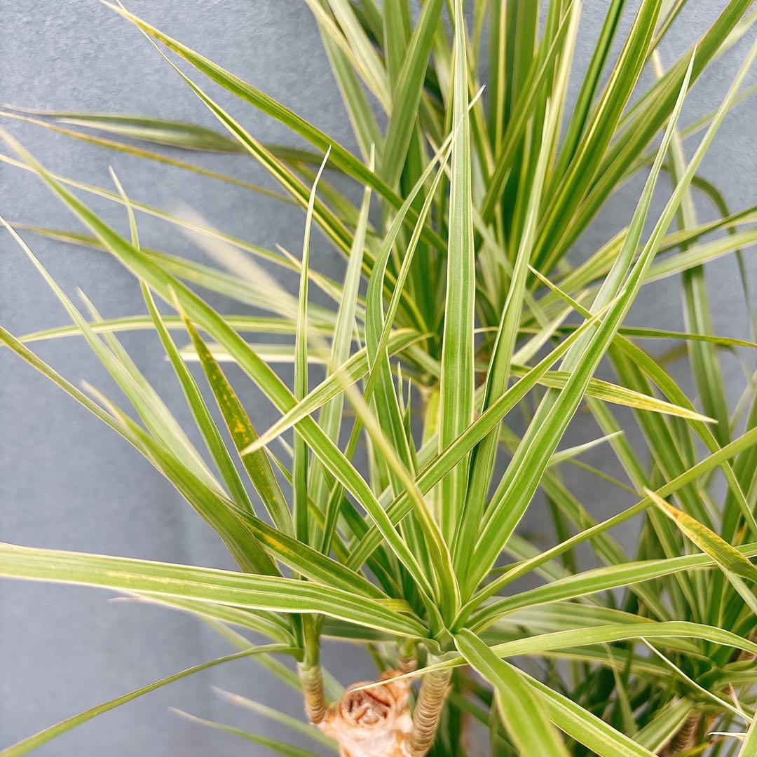 現品］34番 ドラセナ コンシンネ ホワイボリー 観葉植物 室内 8号