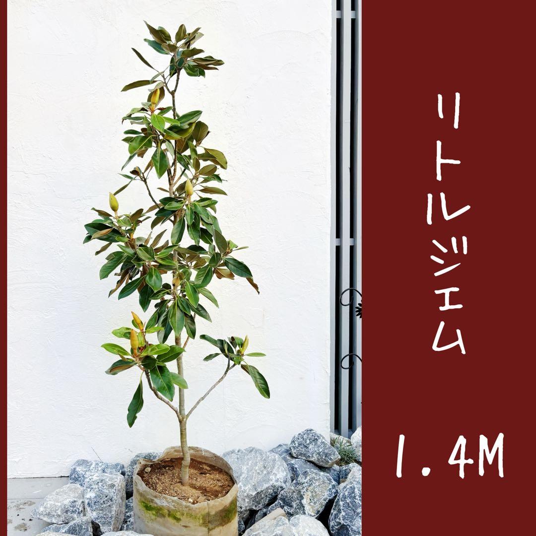 リトルジェム 1.4M(鉢底から) - メルカリ