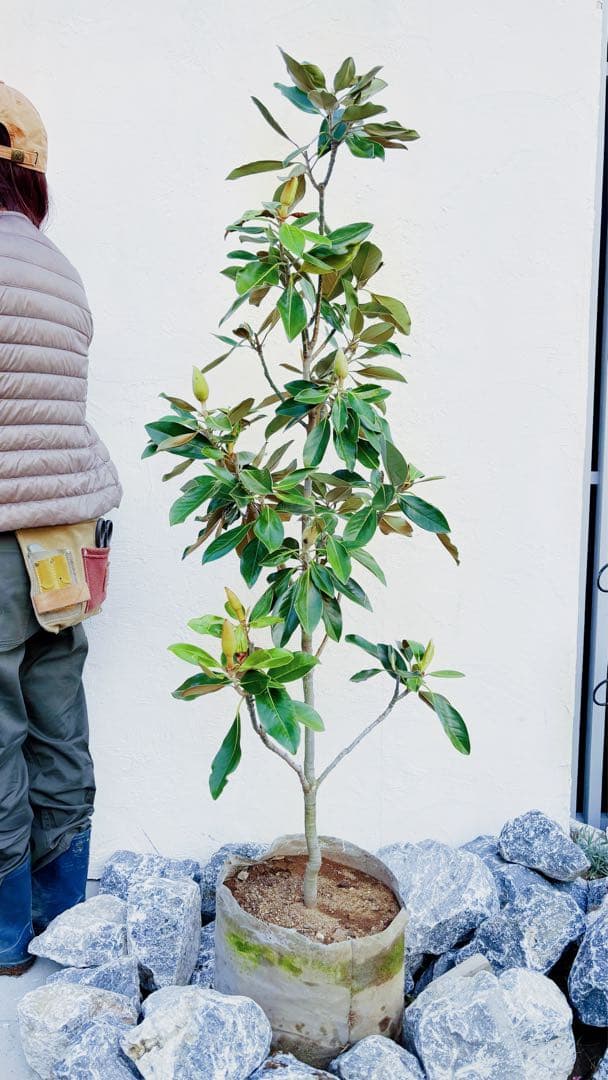 リトルジェム 1.4M(鉢底から) - メルカリ