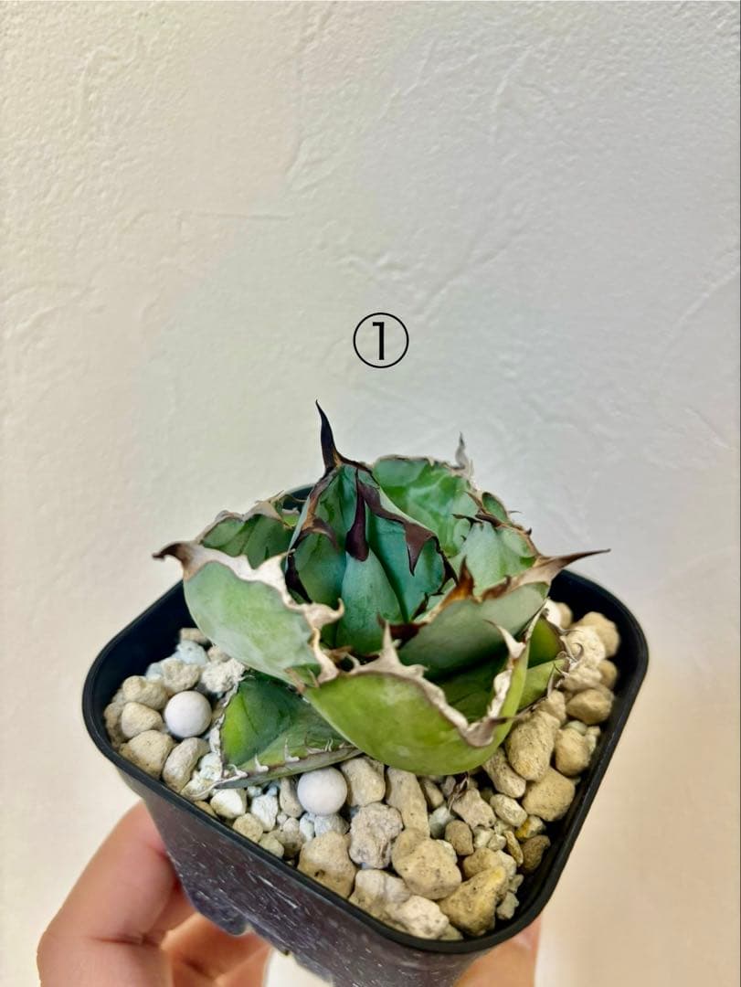 アガベ チタノタ ブラックアンドブルー BB - メルカリ