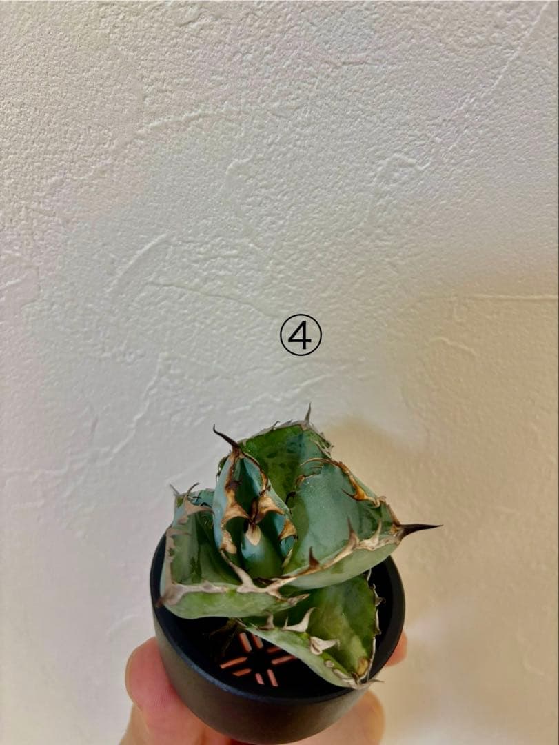 アガベ チタノタ ブラックアンドブルー BB - メルカリ