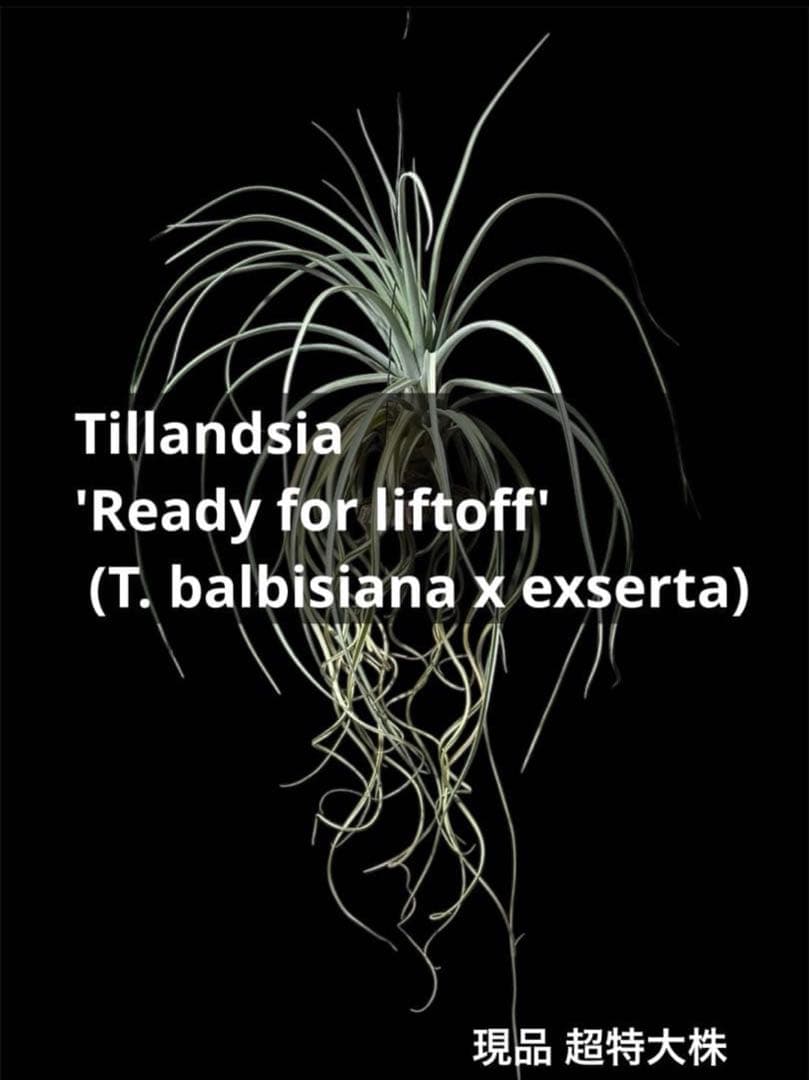 ティランジア レディーフォーリフトオフ / 特大株 交配種 チランジア
