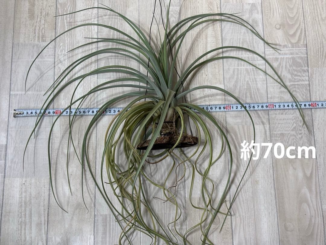 ティランジア レディーフォーリフトオフ / 特大株 交配種 チランジア