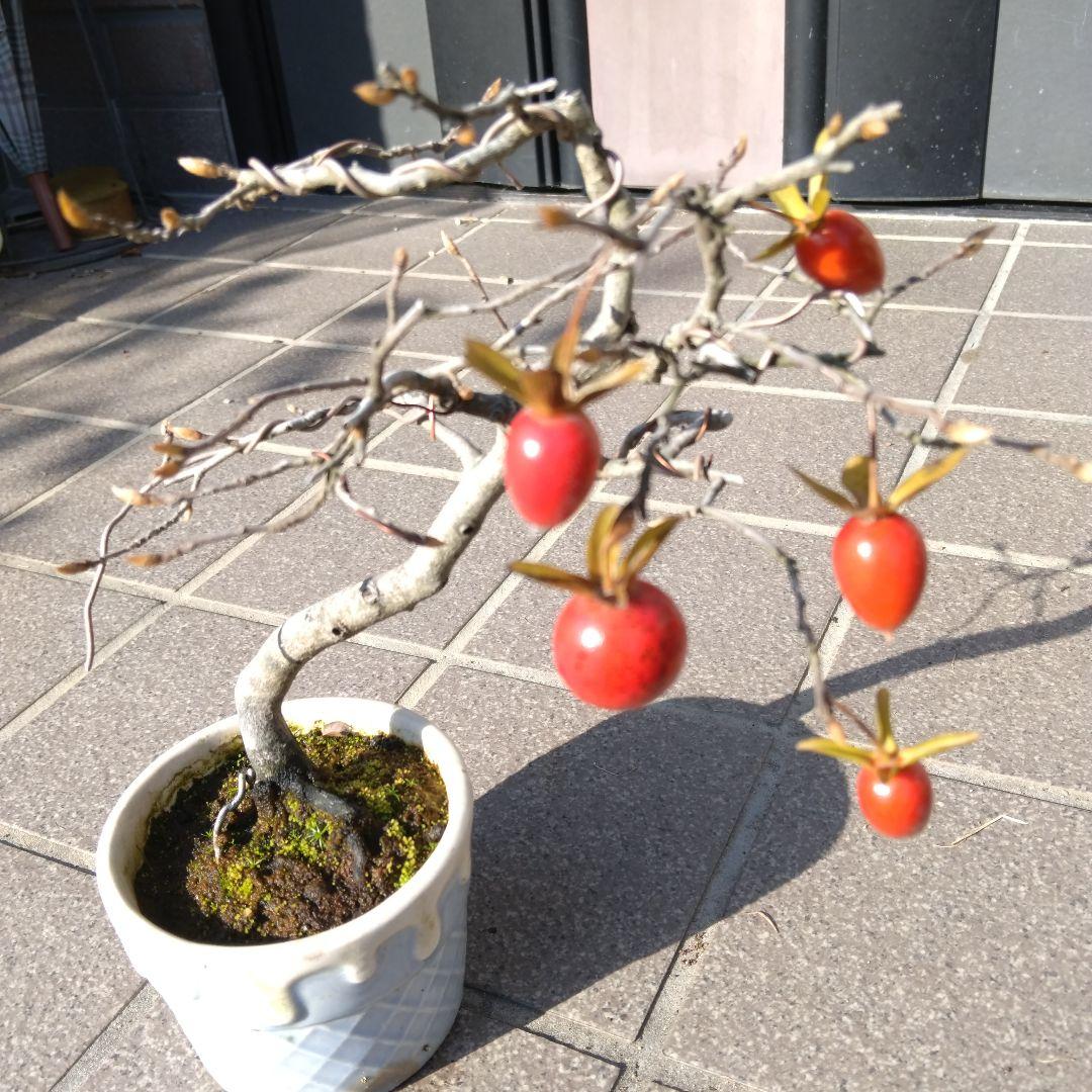 老爺柿、小品盆栽。メス木。