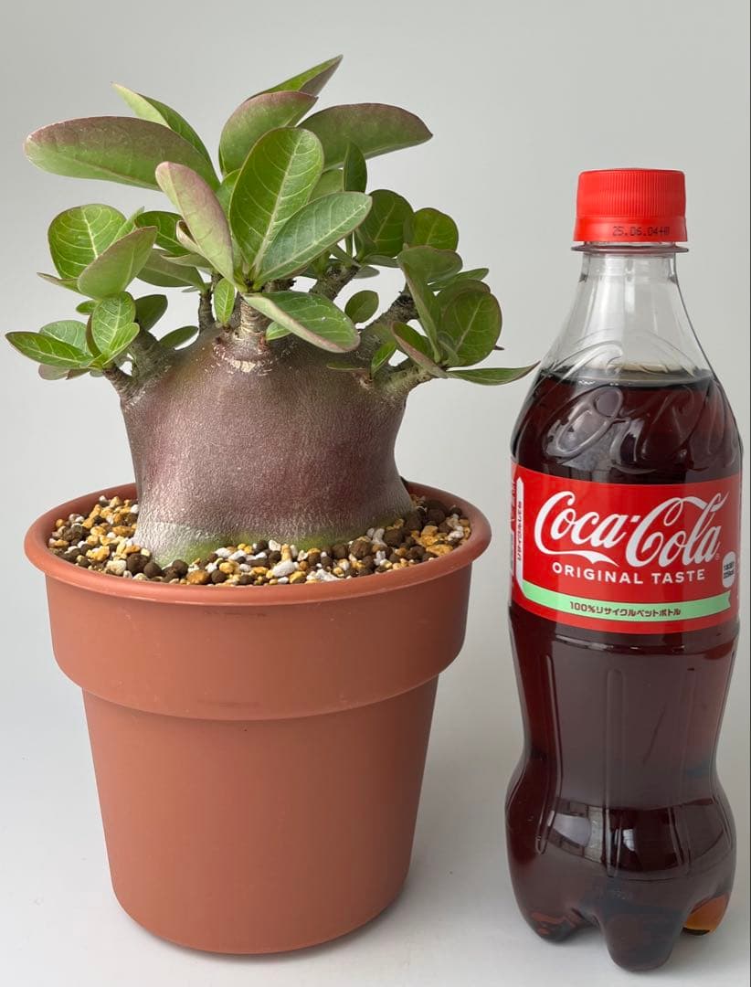 激レア/ブラックスキン/ドワーフ 】アデニウム スーパーレッド D-2