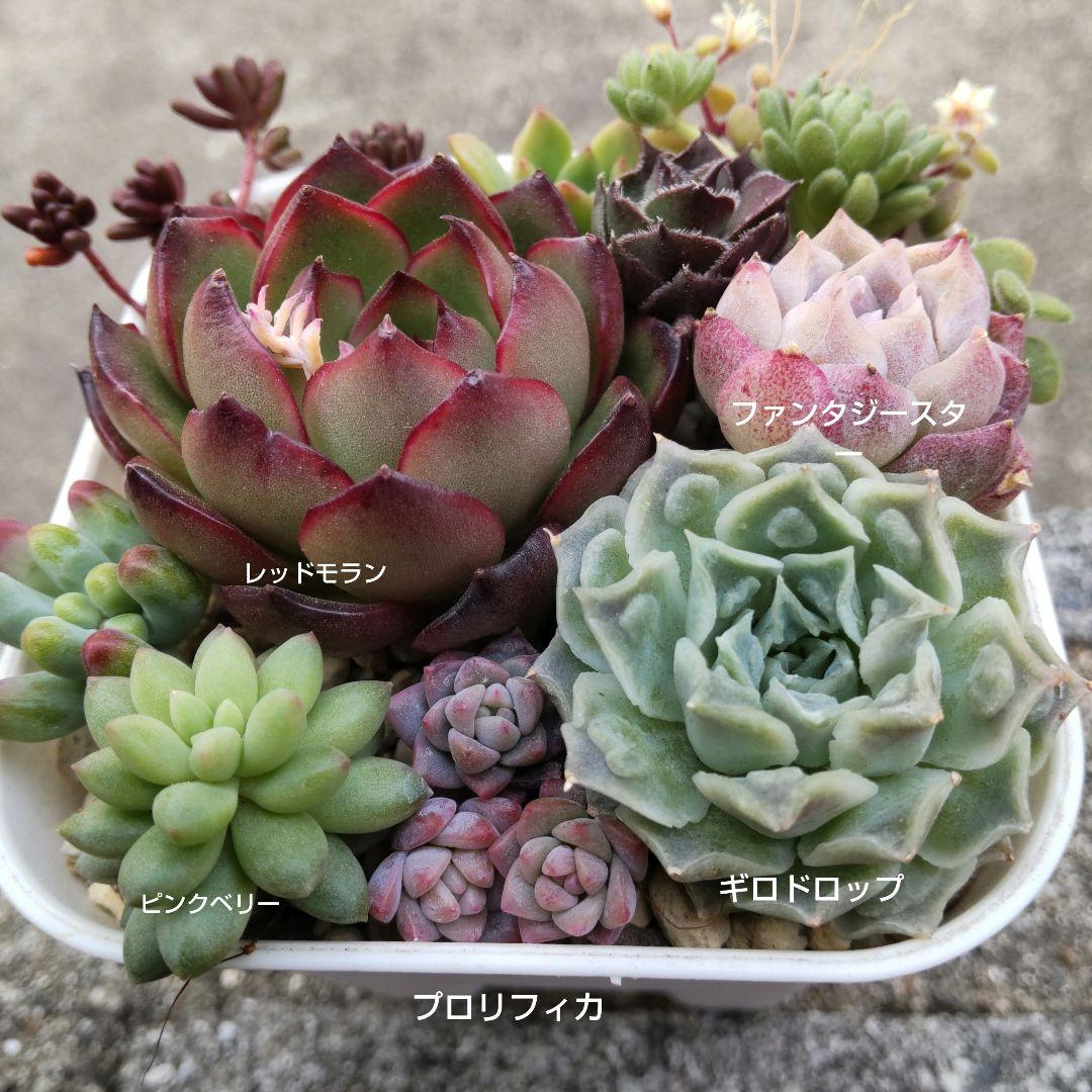 多肉植物 寄せ植えセット - メルカリ