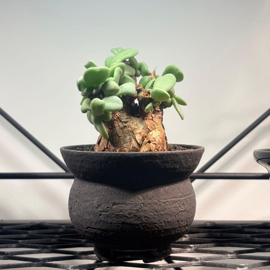 ケラリア ピグマエア ベアルート 現地球 発根済 鉢込 現地株 美株 かみ