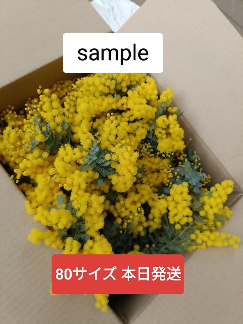 ミモザ 80サイズ 本日24日発送 - メルカリ
