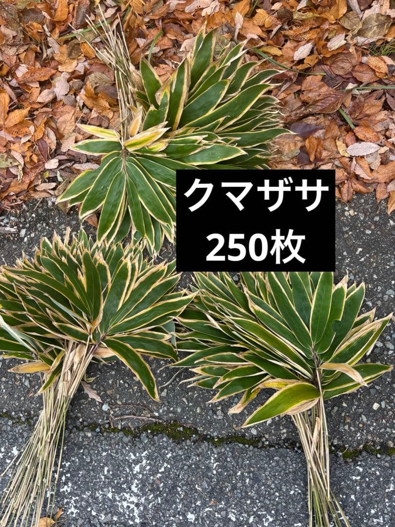 熊笹 クマザサ 250枚 門松 正月 - メルカリ