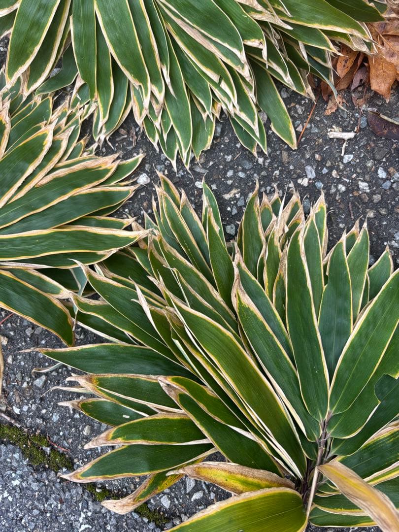 熊笹 クマザサ 250枚 門松 正月 - メルカリ