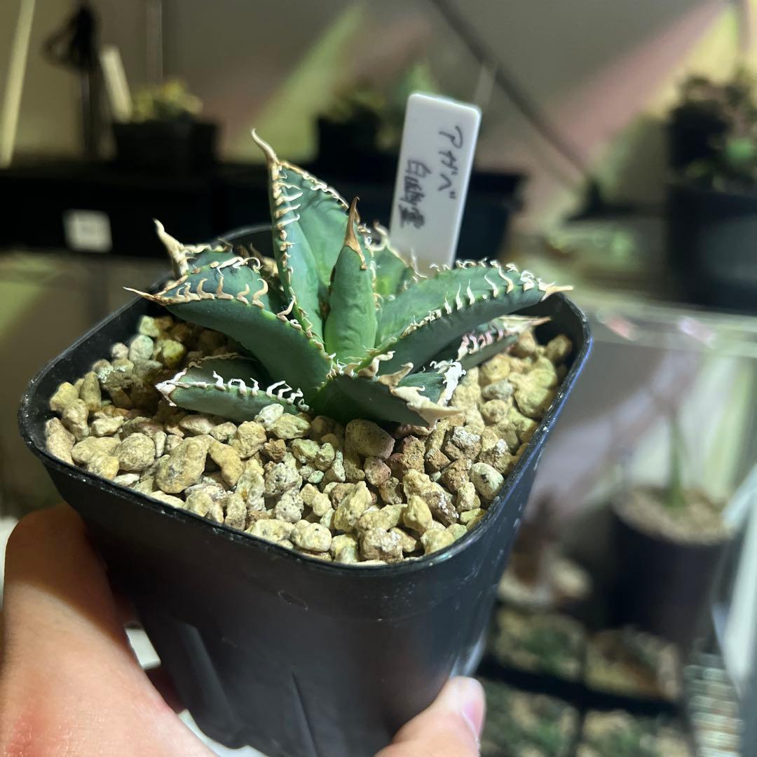 アガベ 白幽霊 植物 引退 - メルカリ
