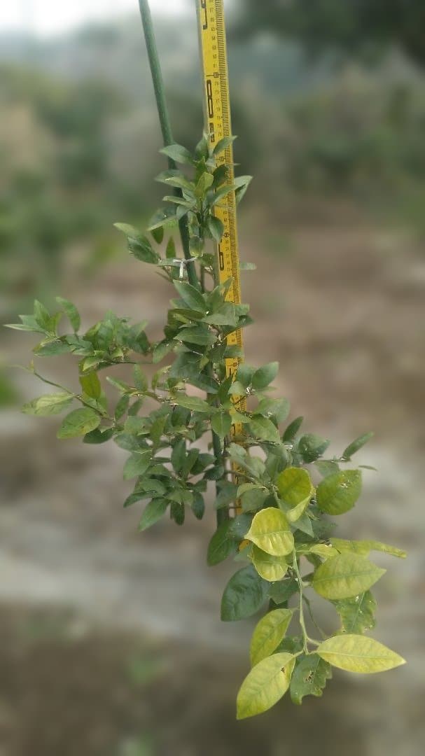 湘南ゴールド 果樹 苗木 約70cm - メルカリ