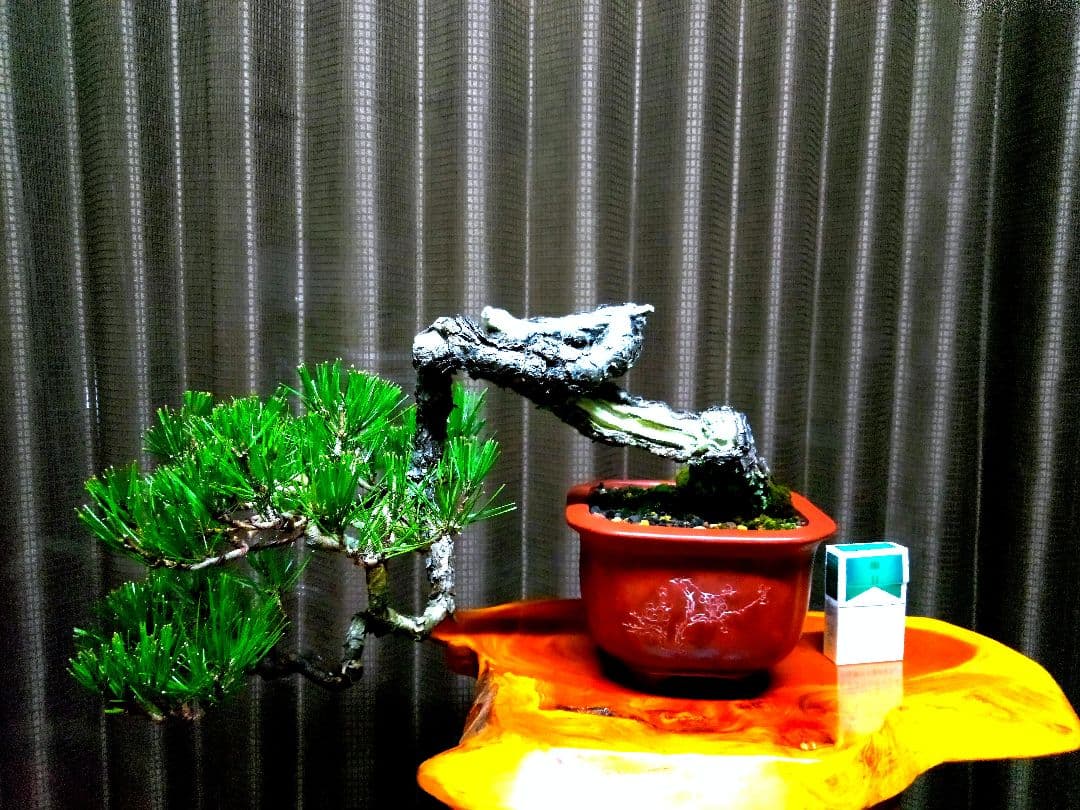 【貴風 山採り 赤松盆栽】　　　⭕天然舎利、幹曲、古木❗ 山採り赤松 大品盆栽 樹齢100年の一点物盆栽を販売｜盆栽妙 – 盆栽妙 本店