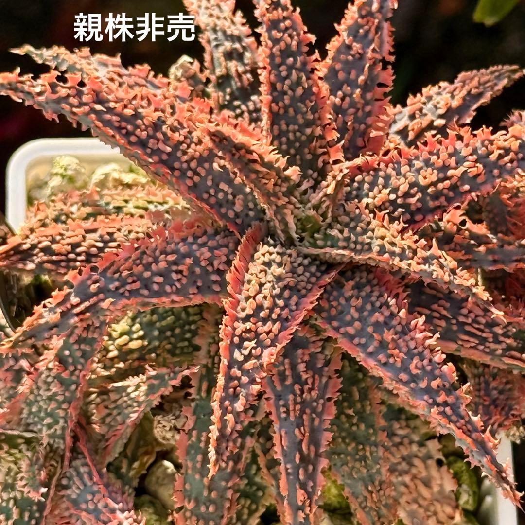 アロエ ハイブリッド aloe hybrid 子株 - メルカリ