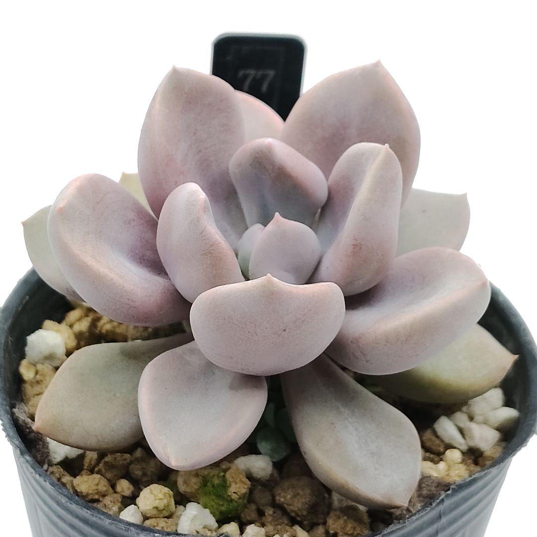 77.キューピット 抜き苗 多肉植物 - メルカリ