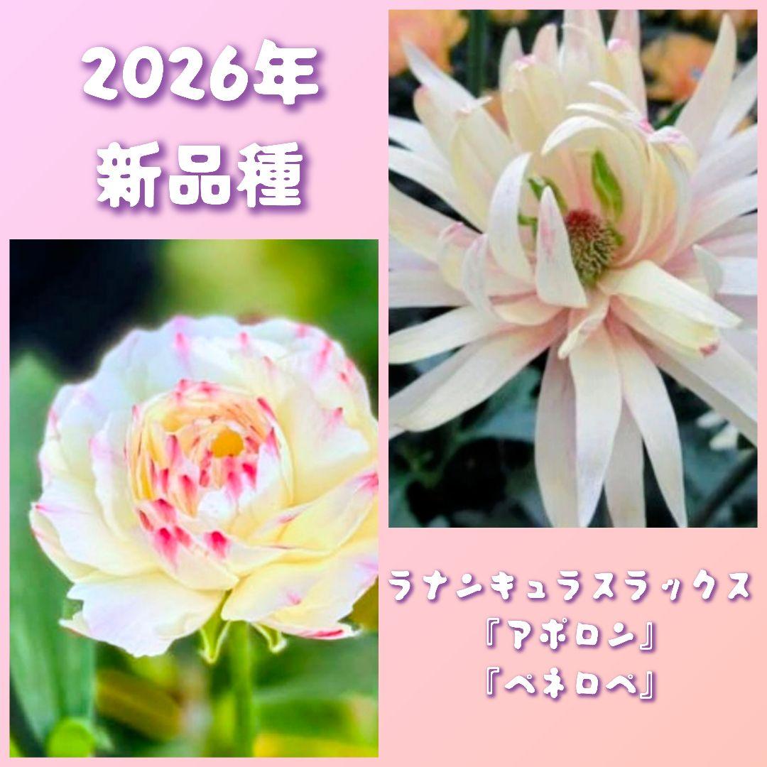 宿根草【綾園芸】ラナンキュラスラックス『ペネロペ・アポロン』新品種
