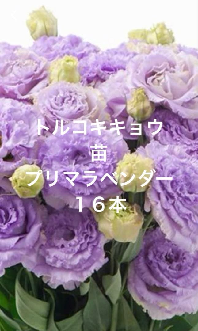 トルコキキョウ ユーストマ 苗 16本 プリマラベンダー - メルカリ