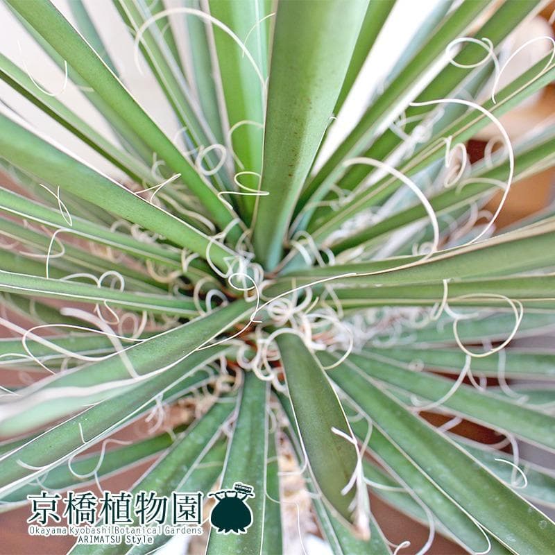 【現品】ユッカ・フィリフェラ　古木　10号（1）