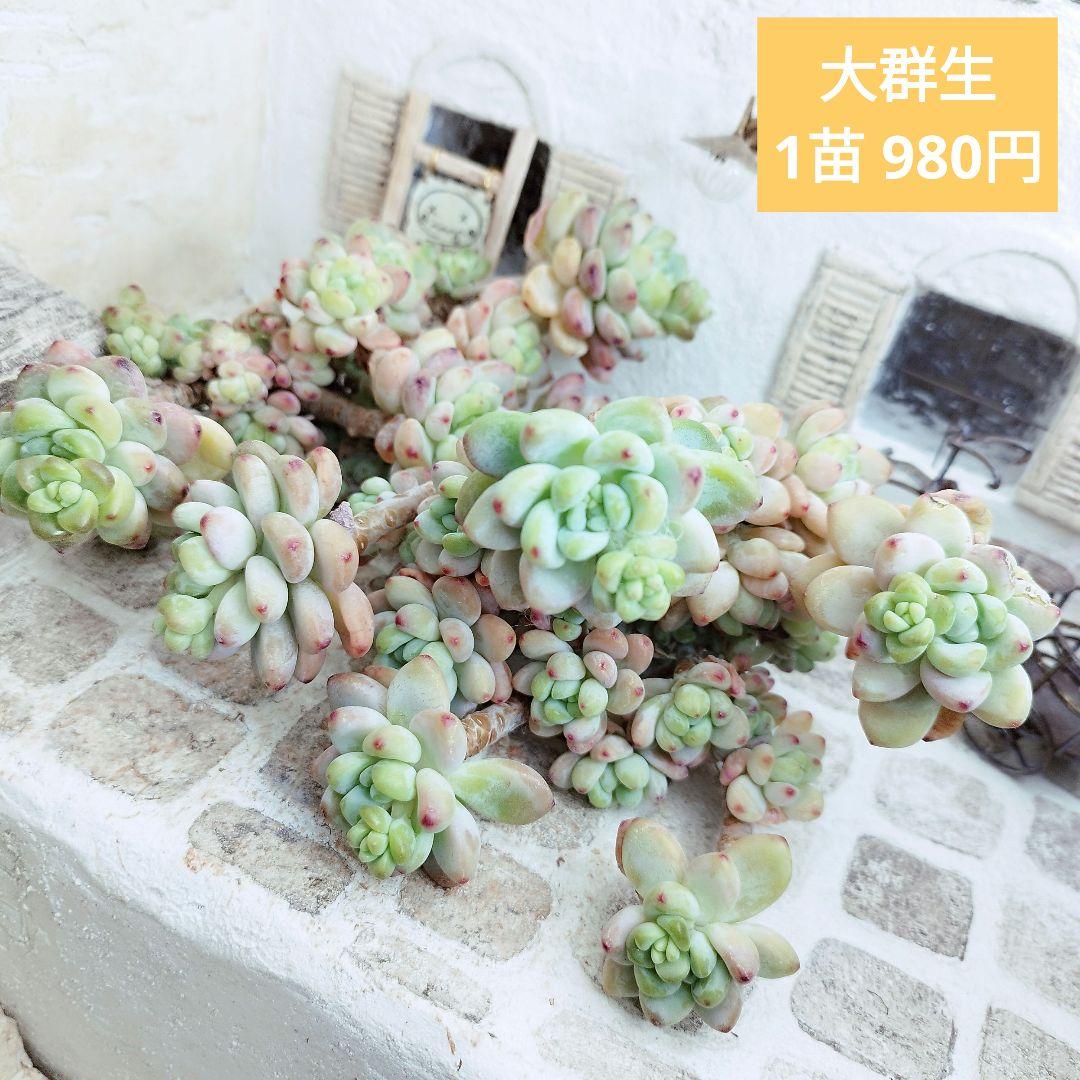 クラバツム(大群生)◎多肉植物 カット苗 韓国苗 エケベリア等 大特価】セダム クラバツム ④ 群生 多肉植物 韓国苗 カット苗の通販
