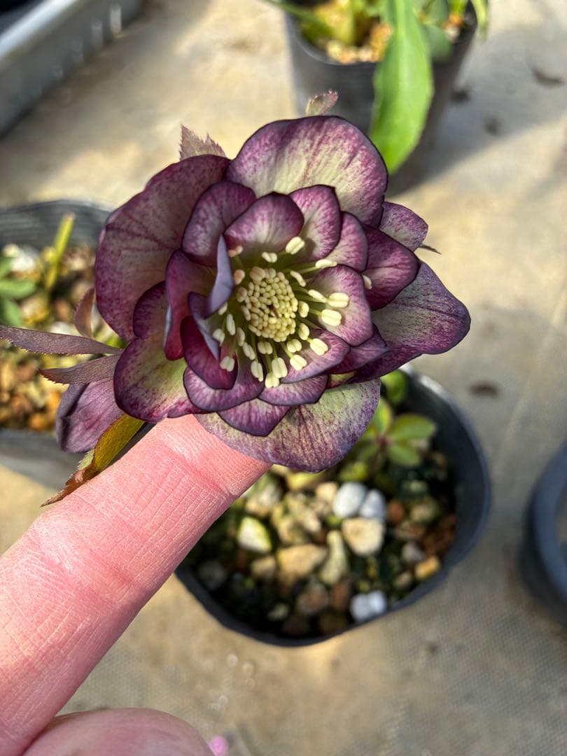 クリスマスローズ グレープバイカラー 3.5寸 - メルカリ