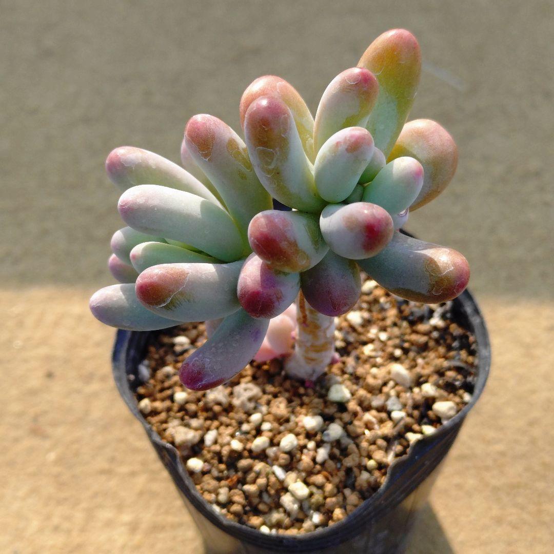 P.contrerasii×乙女心 多肉植物抜き苗うに - メルカリ