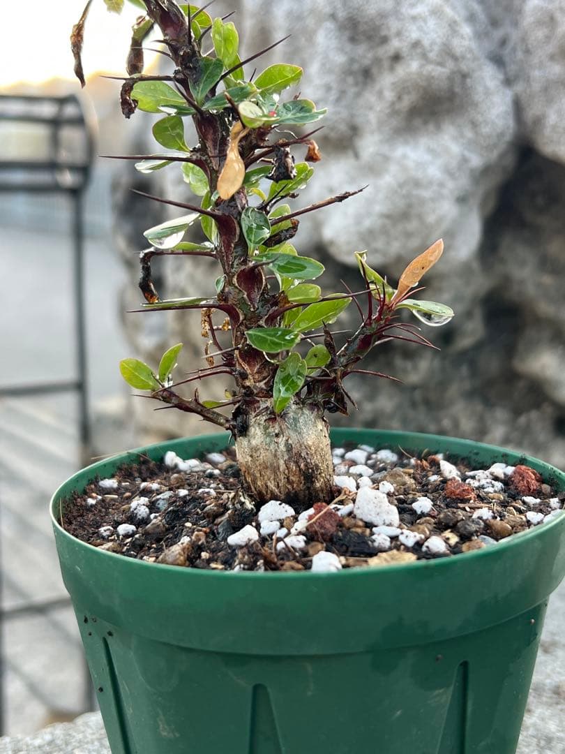 フォークイエリア ファシクラータ 2025年産 沖縄実生株 極上樹形