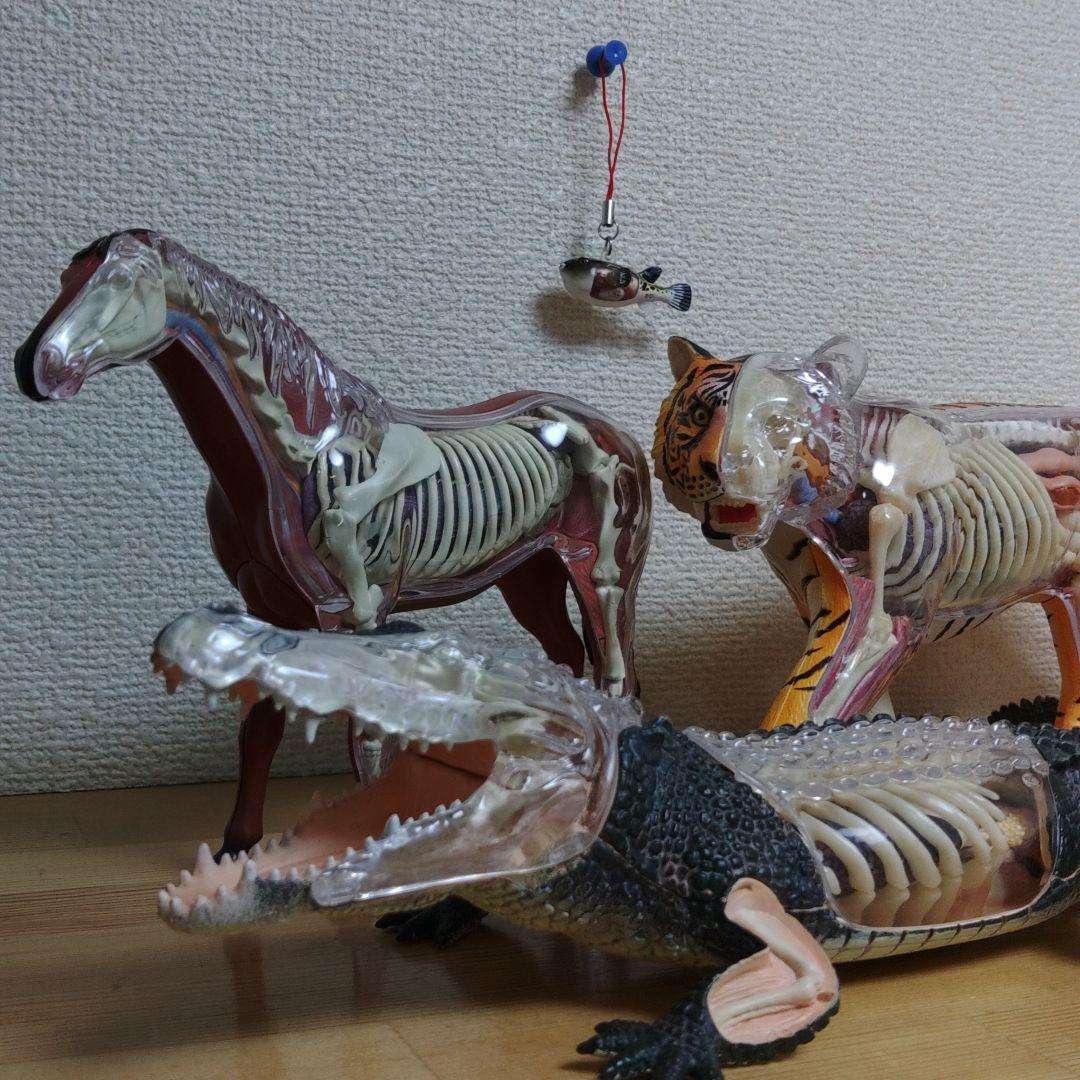 スケルトン 解剖 動物模型 ワニ トラ 馬　フグ 4 VISION剖　ハロウィン スケルトン 解剖 動物模型 ワニ トラ 馬 フグ4 VISION 剖｜Yahoo