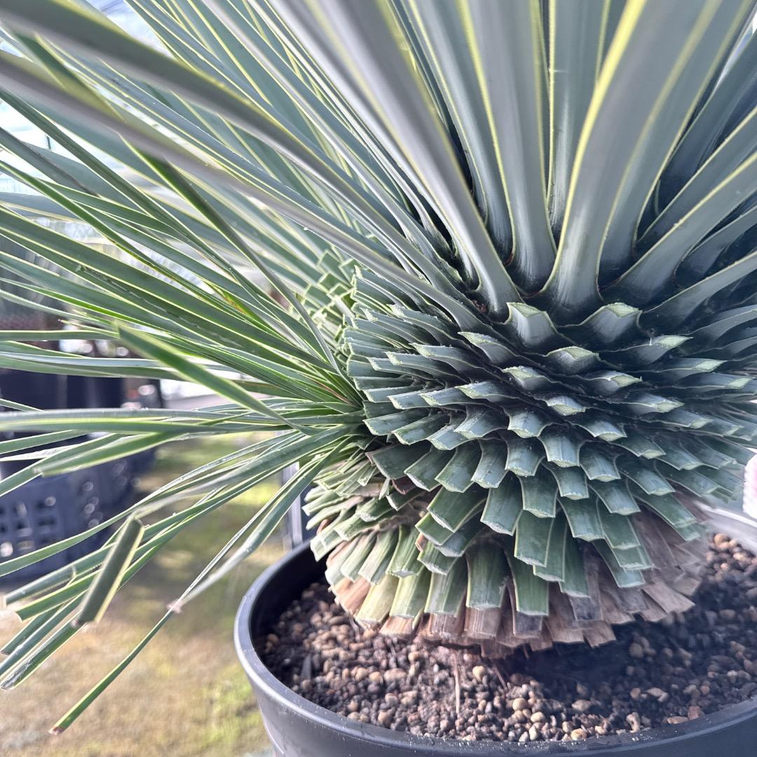 ピ*ん様 【AL1113】ユッカ ロストラータ 超希少 頂上分頭 4ヘッド個体