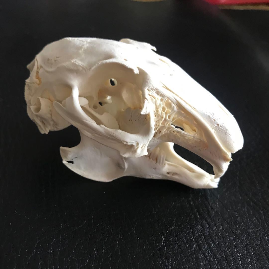 ウサギ 頭骨 標本 - メルカリ
