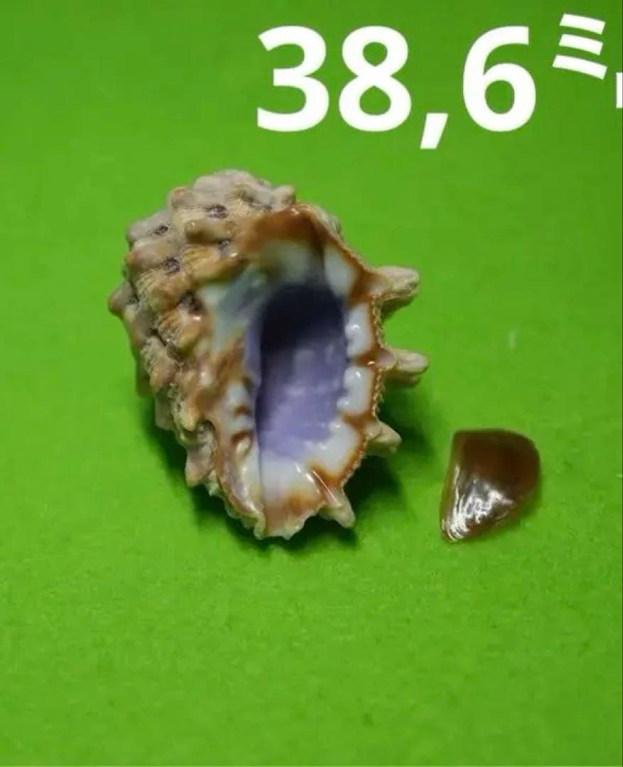 貝殻標本(沖縄の青い海の宝) ヒロクチイガレイシ蓋付 大 - メルカリ