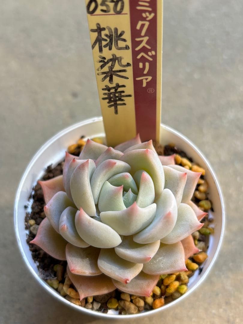 多肉植物 エケベリア ミックスベリア 桃染華 おらいさん 命名株 - メルカリ