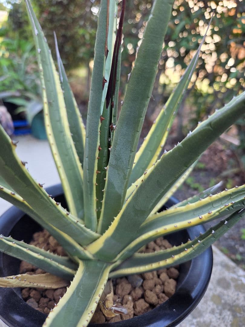 アガベ　ユタエンシス　カイバベンシス錦　斑入り 多肉植物：アガベ ユタエンシス カイバベンシス錦*幅13cm 現品！一品