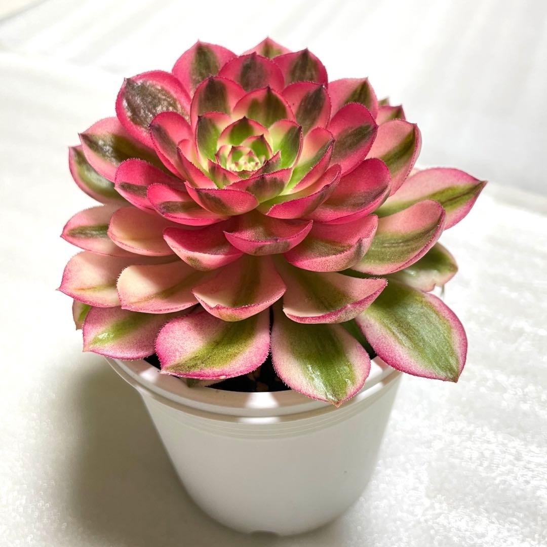 アエオニウム 傾城 メデューサ法師錦 ピンクウィッチ 抜き苗 美苗 お得