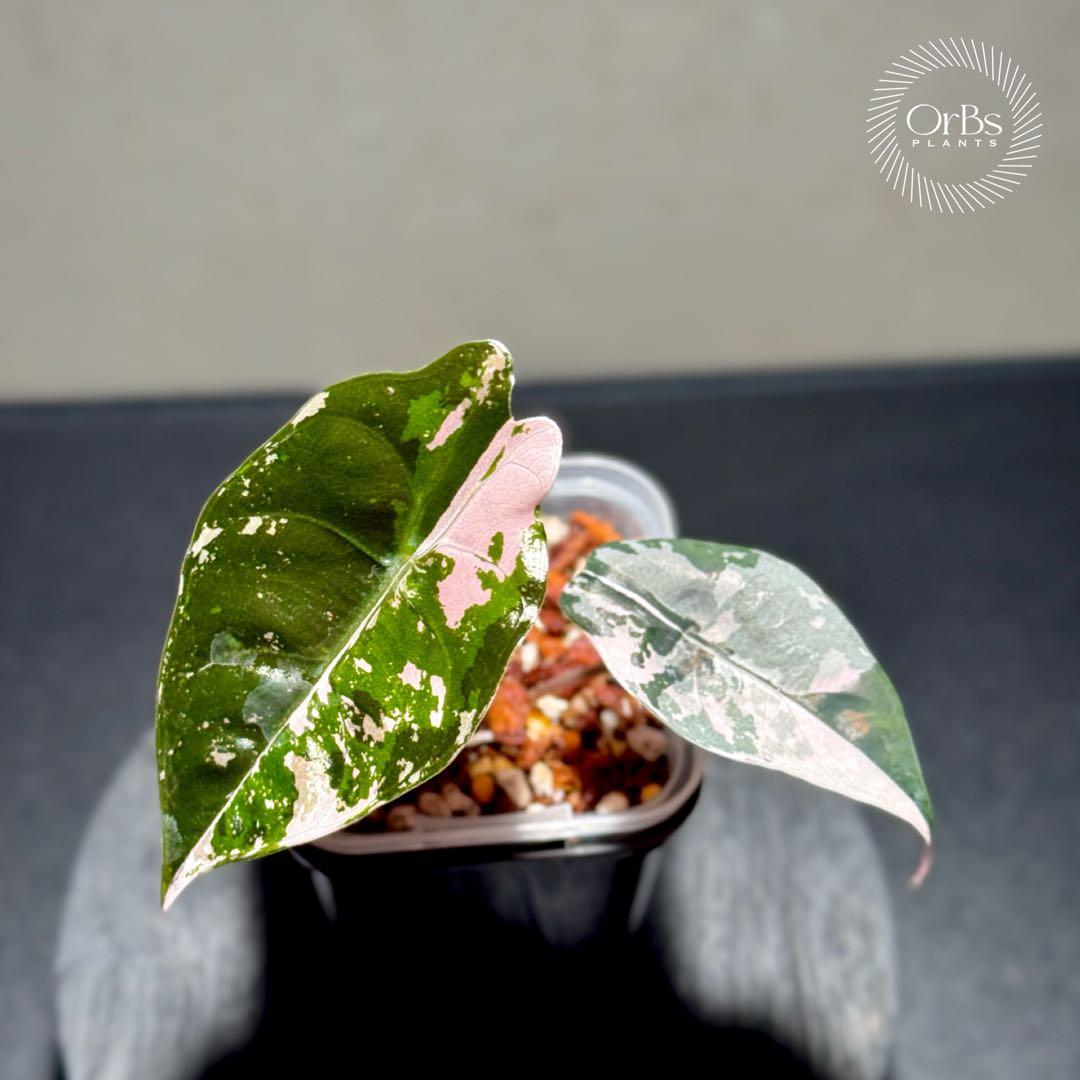 最終特価】アロカシア シャントリエリ ピンク斑入り 優良株 鉢のまま