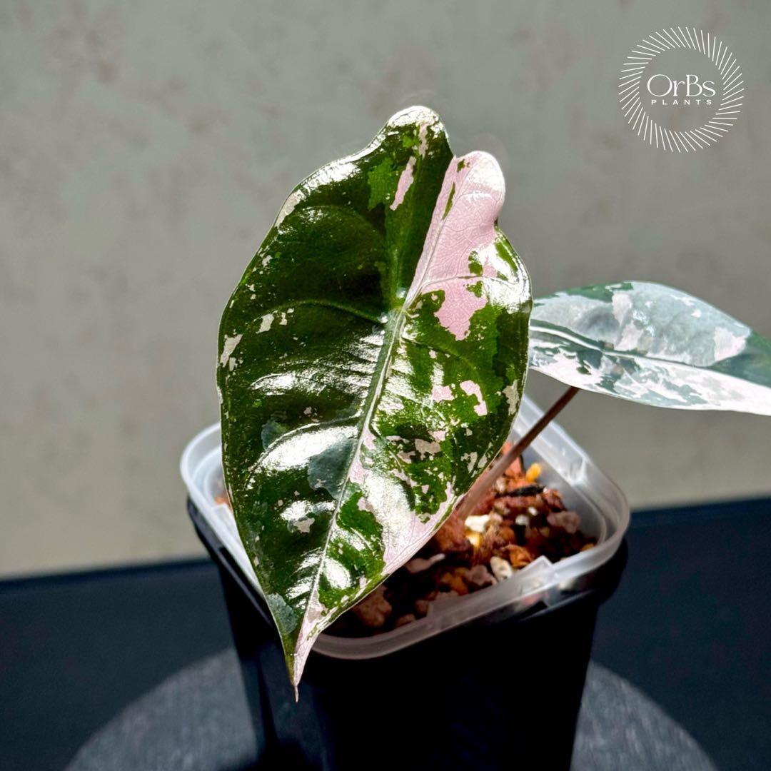 最終特価】アロカシア シャントリエリ ピンク斑入り 優良株 鉢のまま