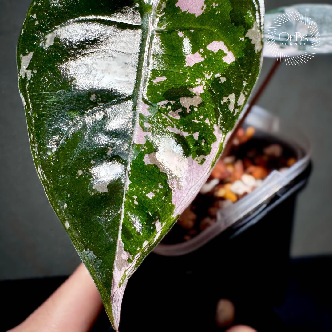 最終特価】アロカシア シャントリエリ ピンク斑入り 優良株 鉢のまま