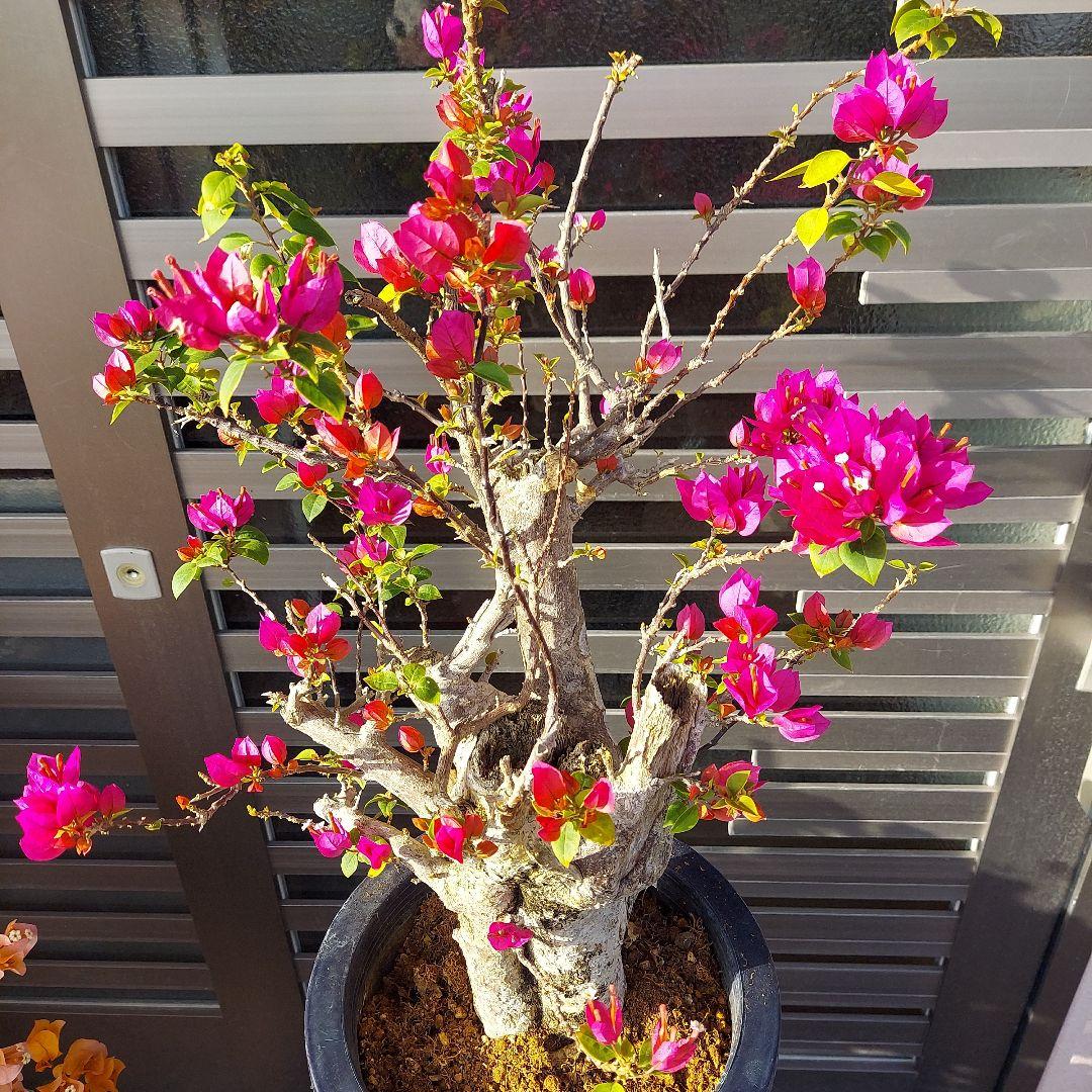 ブーゲンビリアキャンドル大株 らくらくメルカリ便発送‼️ - メルカリ