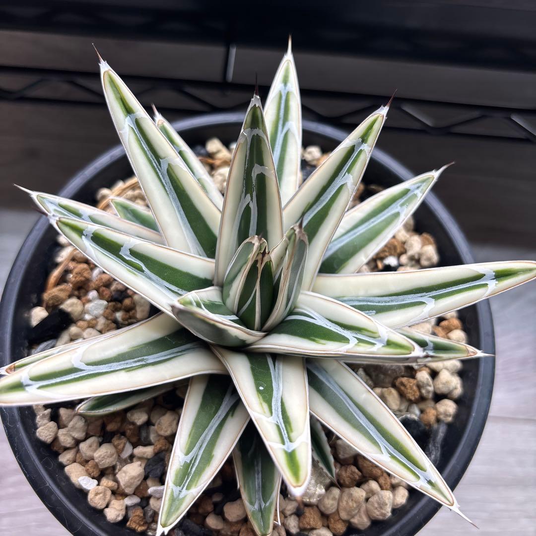 アガベ 氷山 子株付 - メルカリ