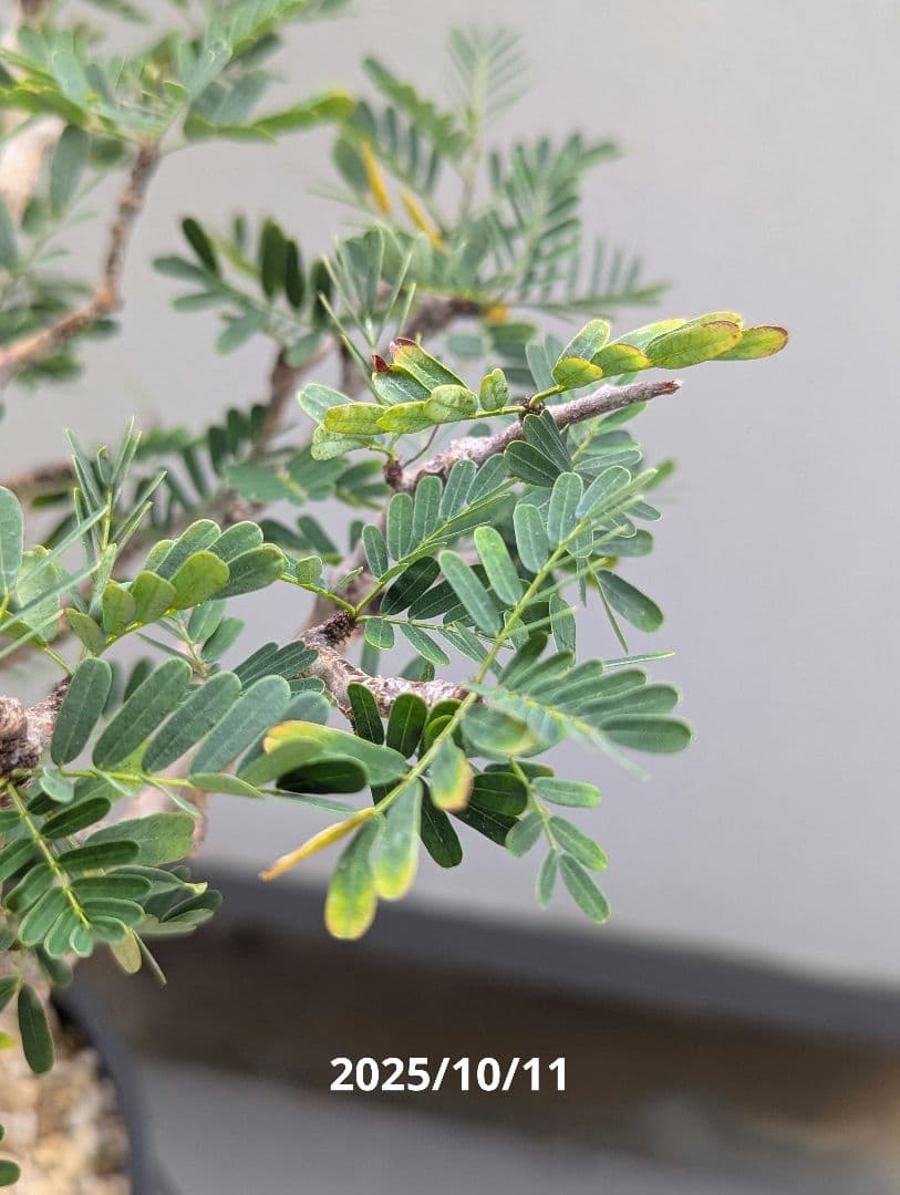 火*＠様 1/31までセール！センナ メリディオナリス　美株