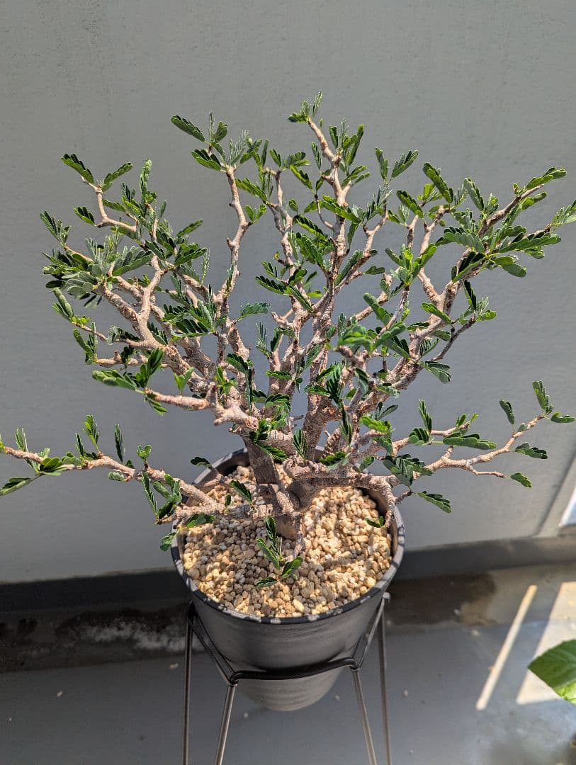 火*＠様 1/31までセール！センナ メリディオナリス　美株