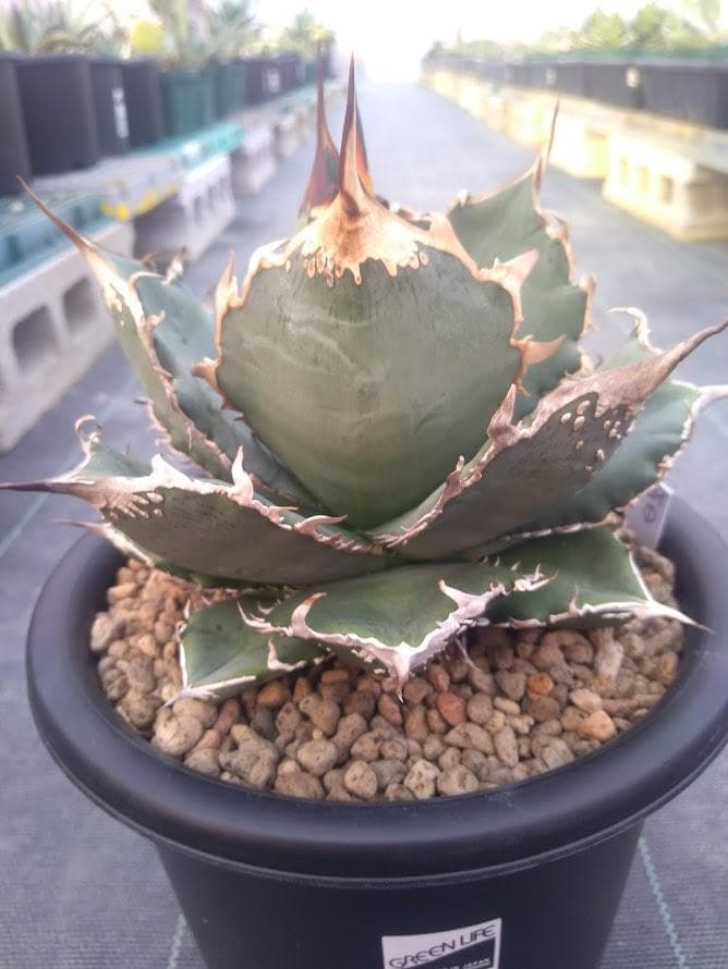 アガベ オテロイ 実生選抜育成株No① 【1/1撮影】 ☆発根済子株