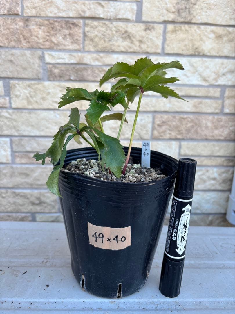 アンティークピエラ×千重咲ピンクピコティ☆クリスマスローズ交配苗