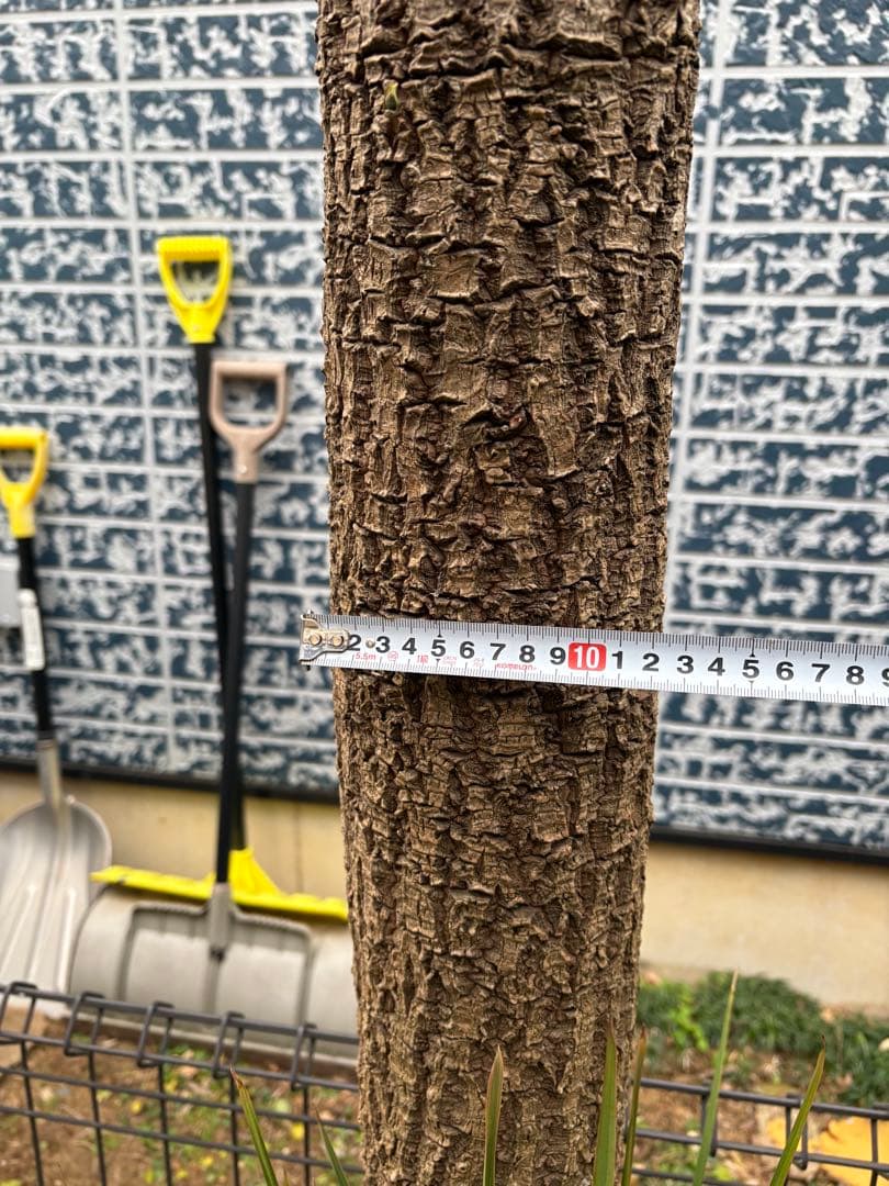 ニオイシュロラン ドラセナ 切り株 ヒコバエ 価格応談致します