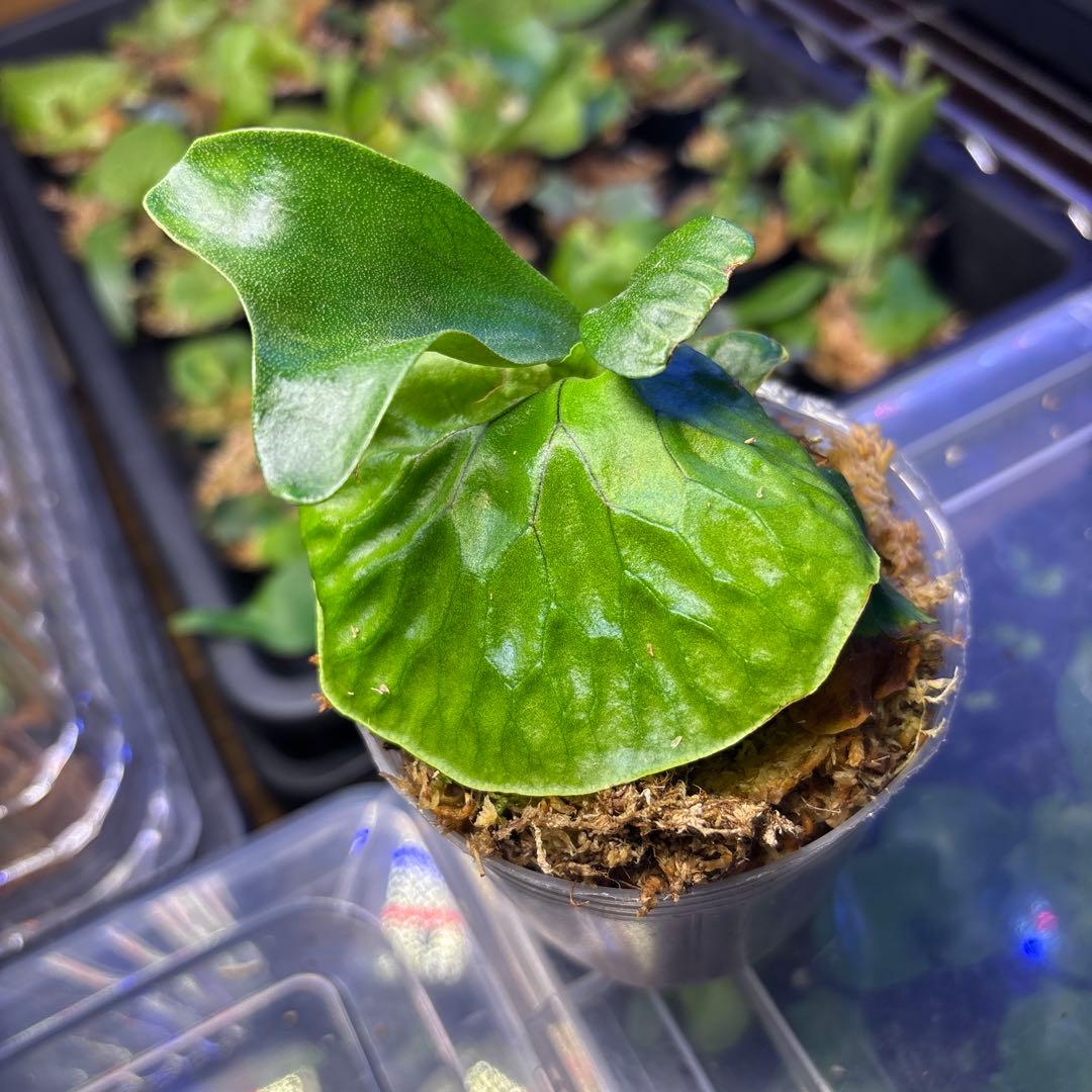 マダガスカリエンセ 胞子培養 ビカクシダ - メルカリ