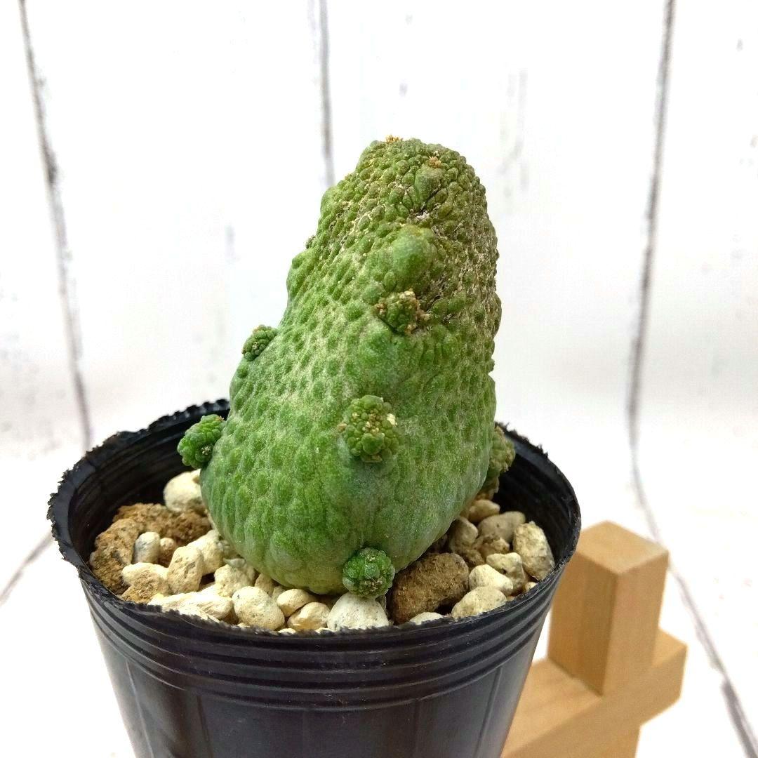 ☆M239☆ 珍品 プセウドリトス ハラルドヘラヌス 抜き苗発送【速達付】