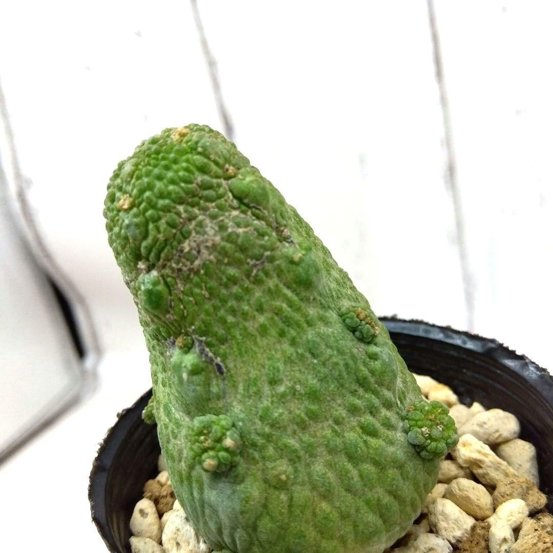 ☆M239☆ 珍品 プセウドリトス ハラルドヘラヌス 抜き苗発送【速達付】