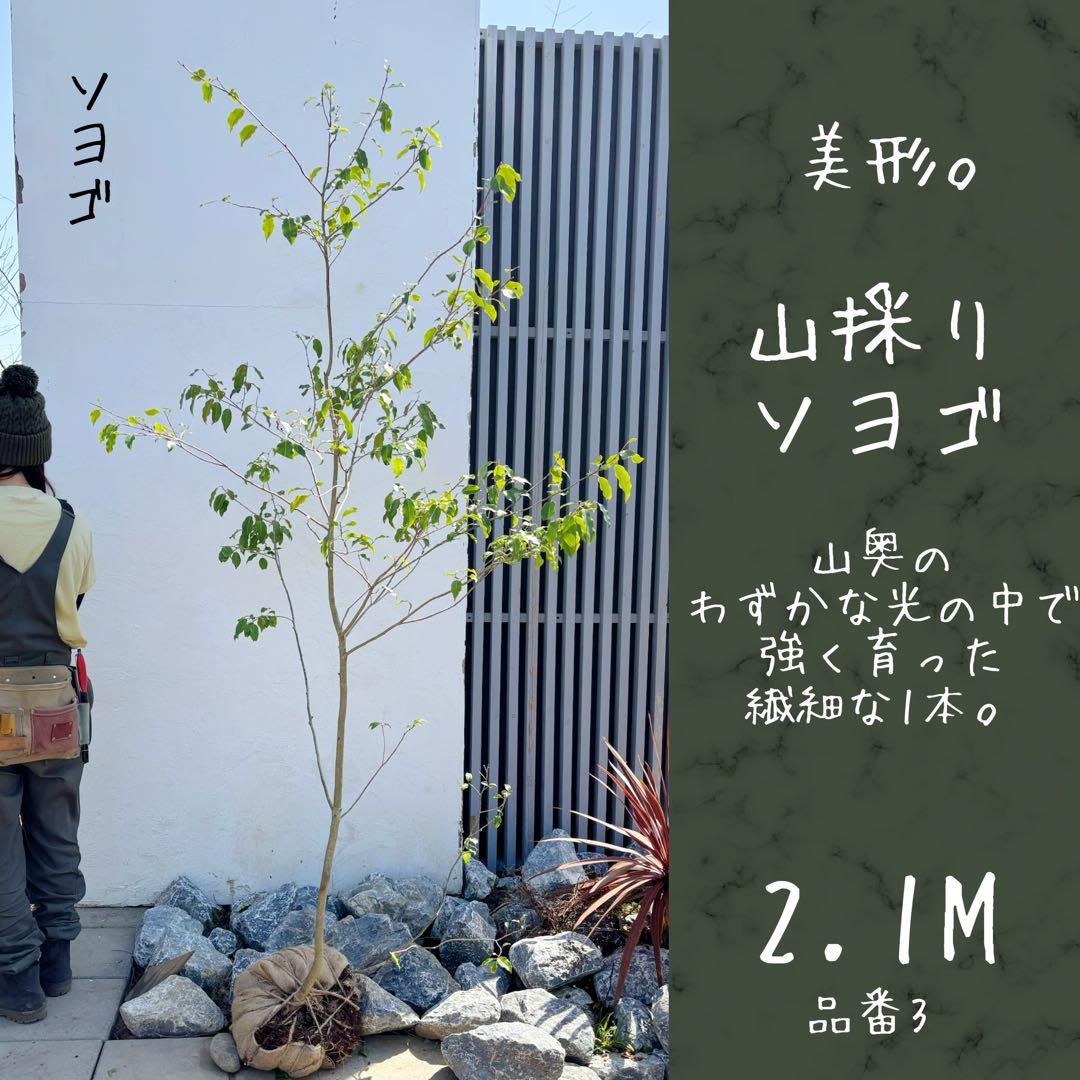 超美形。山採りソヨゴ雄株2.1M(鉢底から)品番③ - メルカリ