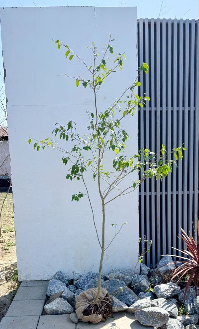 超美形。山採りソヨゴ雄株2.1M(鉢底から)品番③ - メルカリ