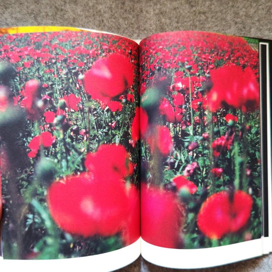 ◇古本◇蜷川実花サイン入り◇ノワール◇女性写真家、映画監督◇蜷川