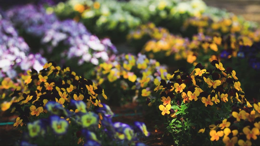 【作例あり】SIGMA 60-600mm F4.5-6.3 DG OS HSM